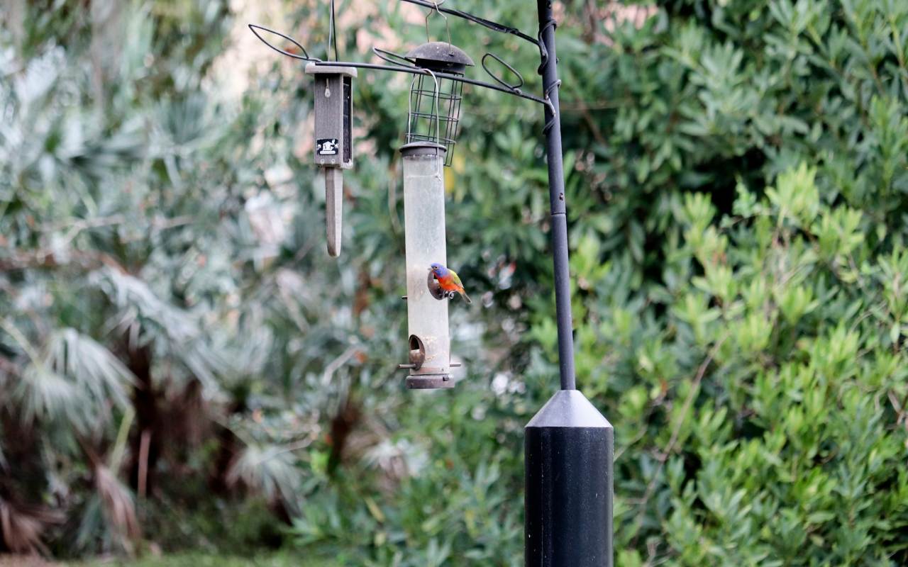 A male Painted Bunting feeding at a multi-hook bird feeder pole secured with a black cylindrical stovepipe baffle in a green summer garden.