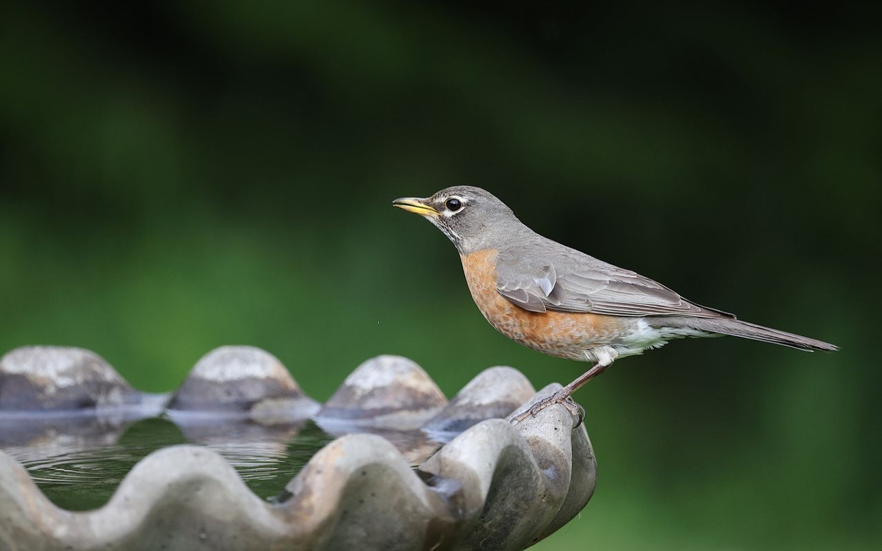 An American Robin perched on the scalloped edge of a concrete bird bath with rippling water in a green summer garden.