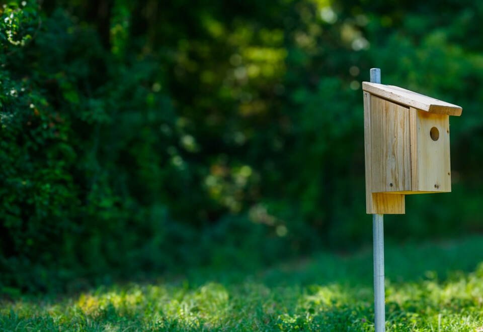 A front-facing view of a clean cedar birdhouse with no perch mounted on a standalone metal pole in a grassy yard.