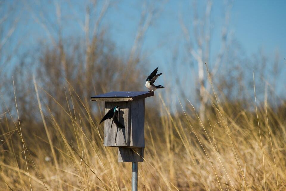 Two native Tree Swallows landing on a weathered wooden birdhouse mounted on a standalone metal pole in an open grassy field.