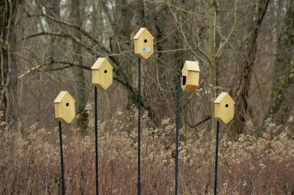 A cluster of wooden bluebird boxes mounted at staggered heights using multi-stage telescoping metal poles.