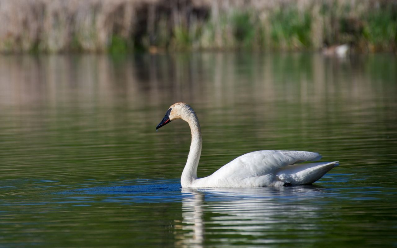 A beautiful wild Trumpeter Swan swimming in calm green water on a crisp morning.