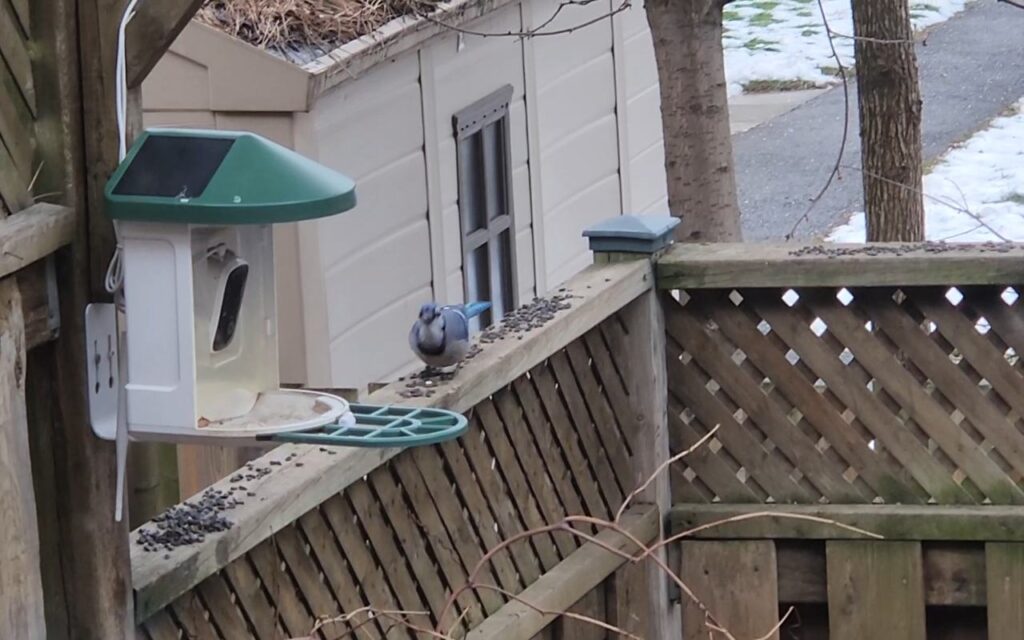 A smart bird feeder with a solar roof mounted on a wooden deck post as a blue jay eats seeds on the railing.