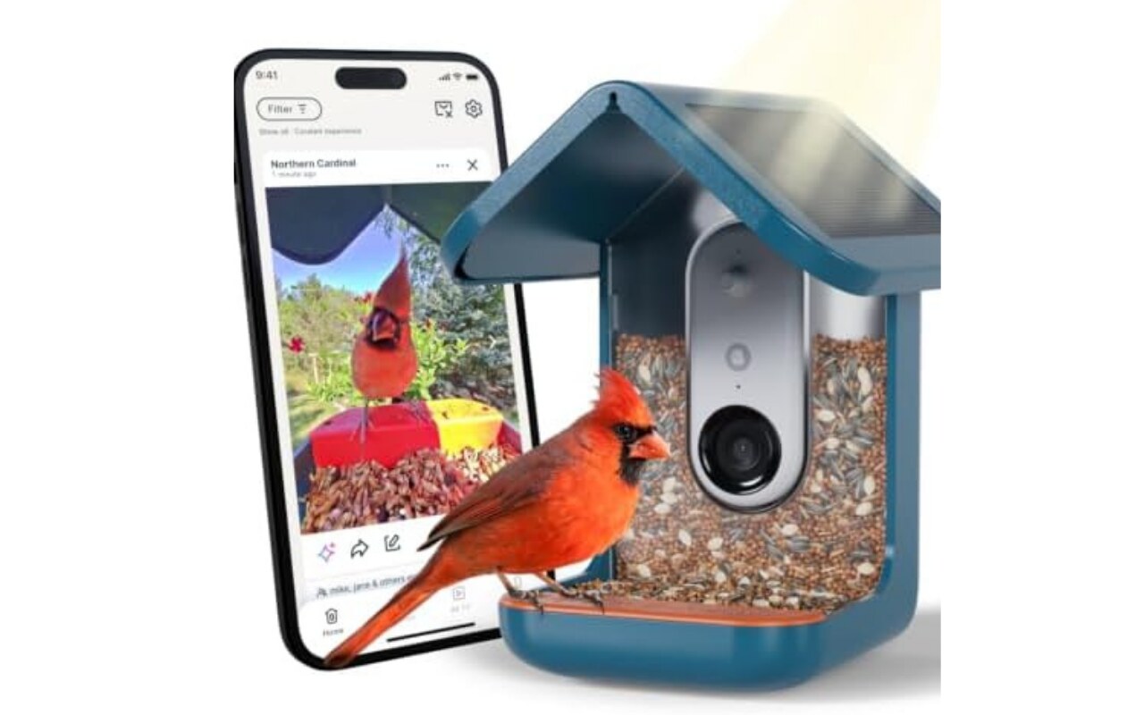 A blue Bird Buddy smart bird feeder with a built-in camera pane showing a cardinal landing on the perch next to a smartphone screen displaying a close-up bird photo.