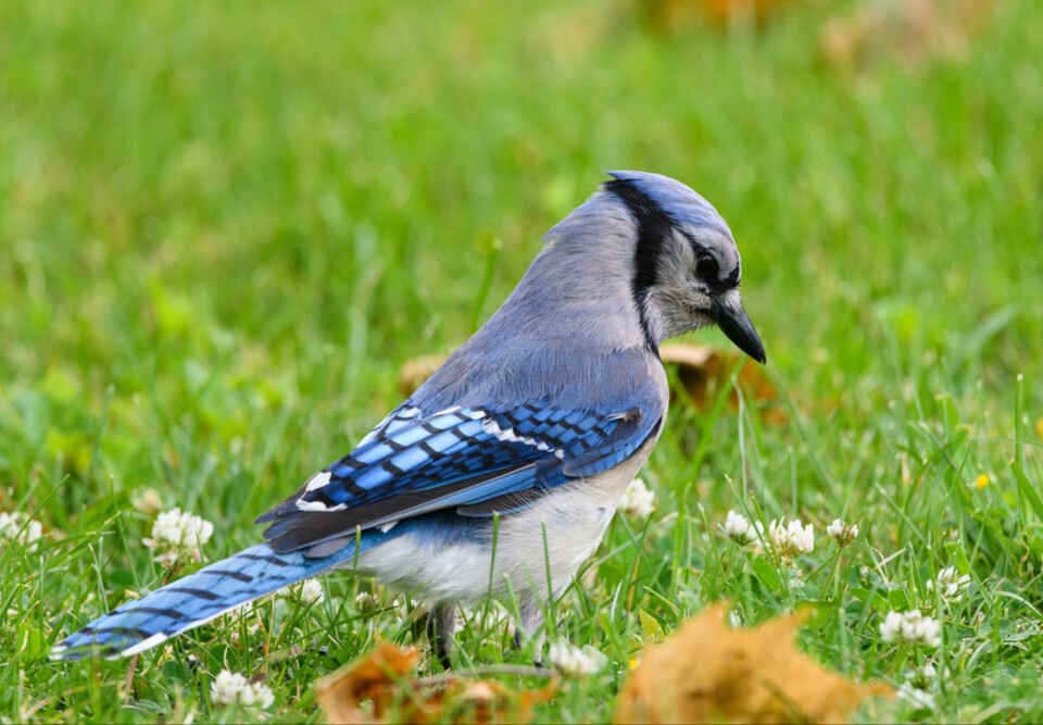 A Blue Jay down on a green grass lawn inspecting the turf to cache and bury winter food stores.