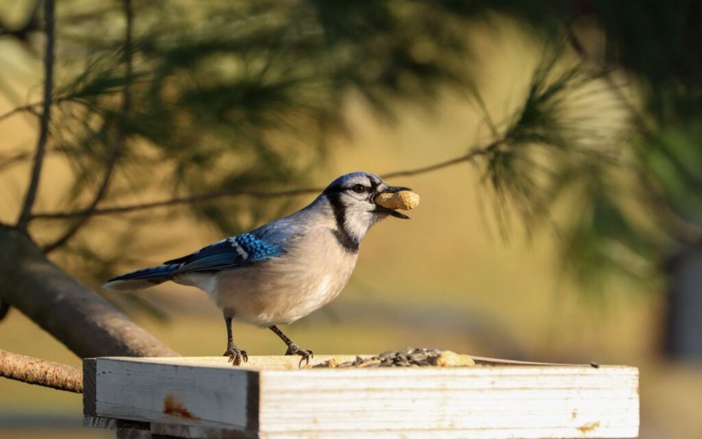 Blue Jay perched on a wooden platform bird feeder holding a whole unshelled peanut sideways in its beak.