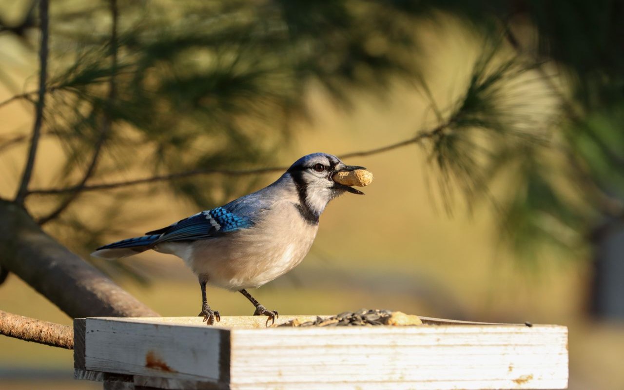 Blue Jay perched on a wooden platform bird feeder holding a whole unshelled peanut sideways in its beak.