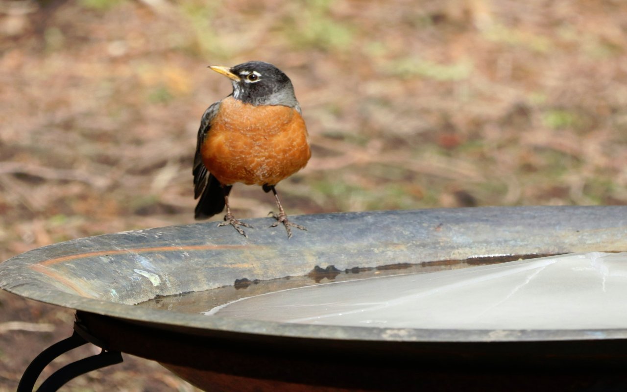 An American robin perched on a completely frozen solid winter bird bath basin before a heated dog bowl modification.
