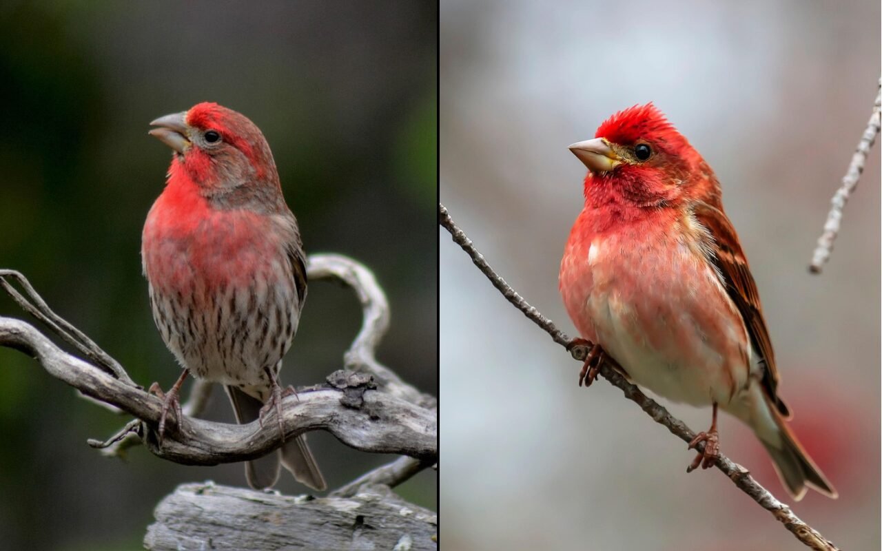 Side by side identification comparison showing a male house finch with dark belly streaks on a gray branch next to a raspberry red male purple finch with clean flank feathers perched on a slender twig.