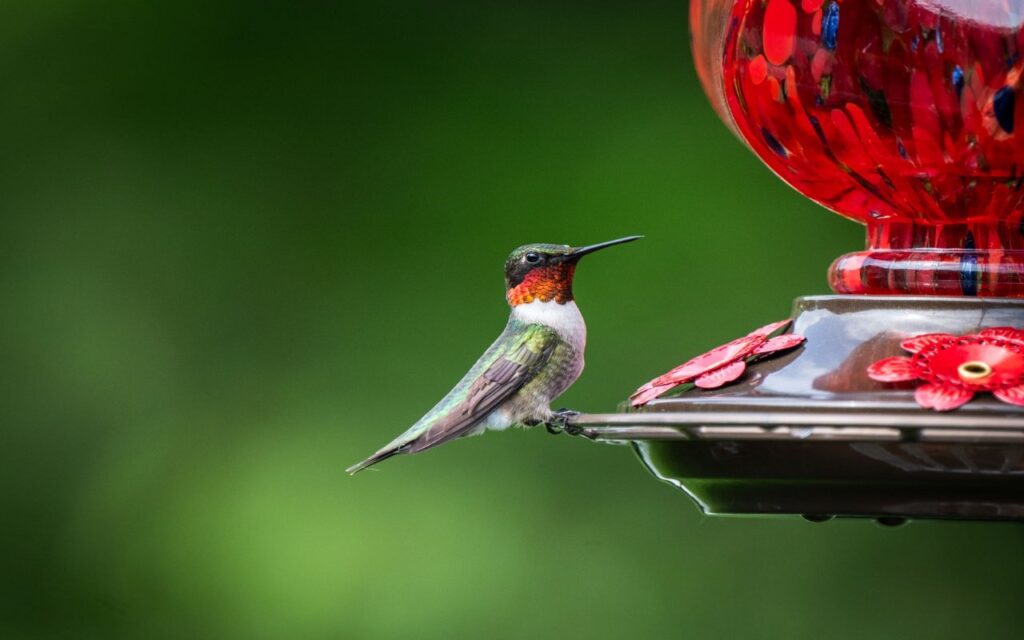 A ruby-throated hummingbird perched on a basin to show exactly why is my hummingbird feeder leaking from the bottom with visible syrup drops.