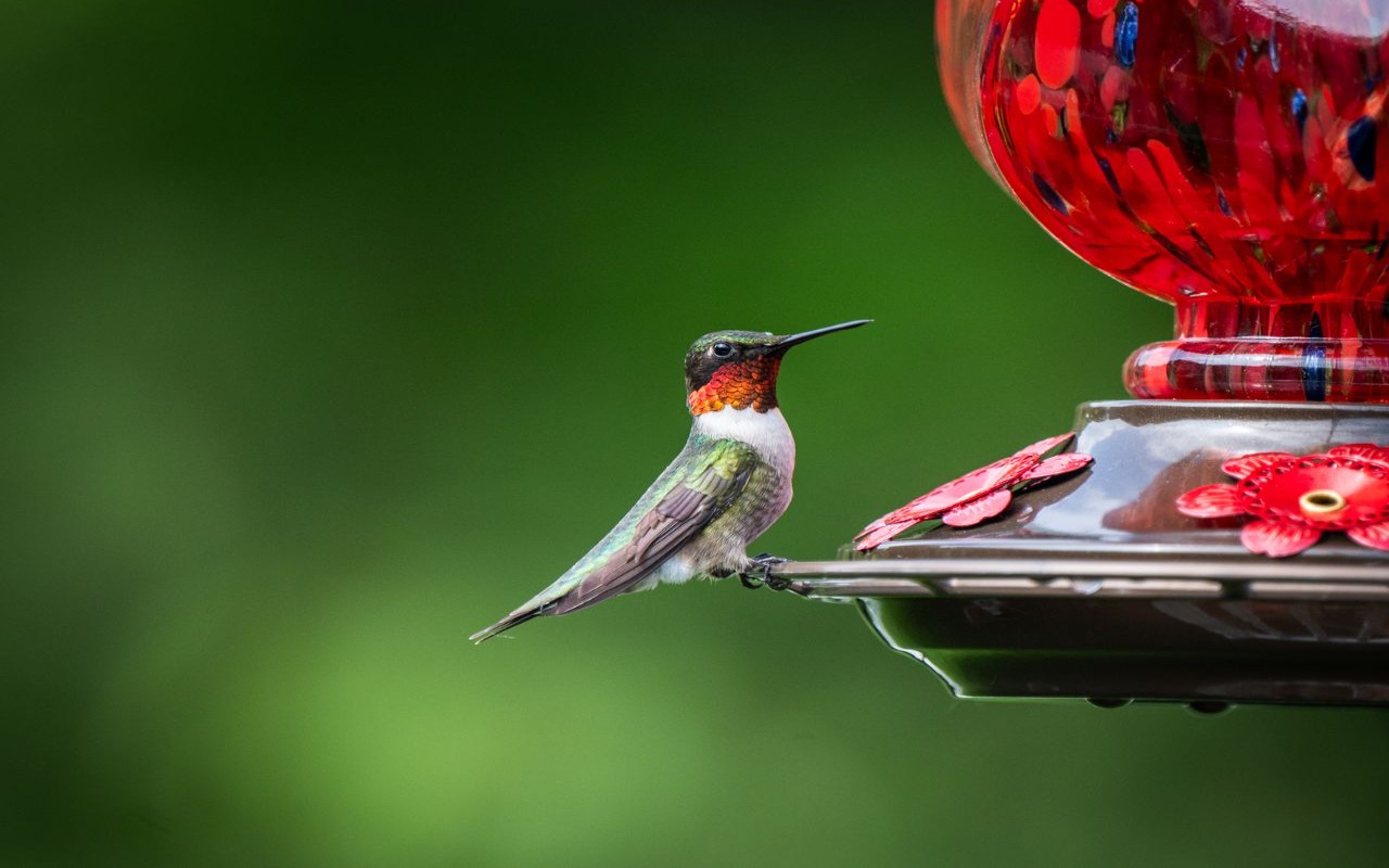 A ruby-throated hummingbird perched on a basin to show exactly why is my hummingbird feeder leaking from the bottom with visible syrup drops.