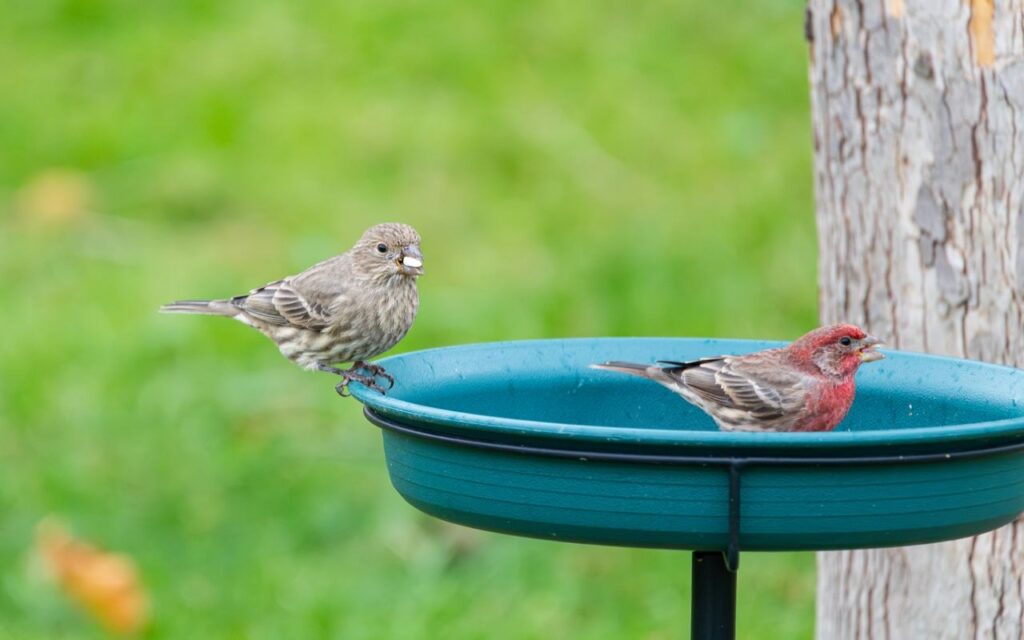 A male and female house finch perched on a green basin to show how to keep a bird bath clean with copper pennies in it safely