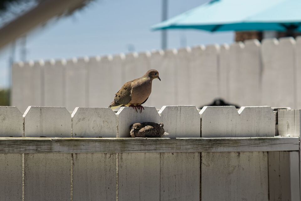 Adult mourning dove perching on a white wooden backyard fence with a young chick resting on the narrow flat ledge beneath it