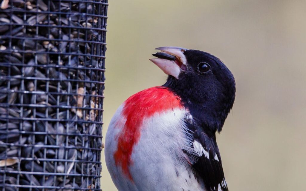 A close-up shot of a male rose-breasted grosbeak cracking a seed to show shelled vs unshelled sunflower seeds for birds during autumn.