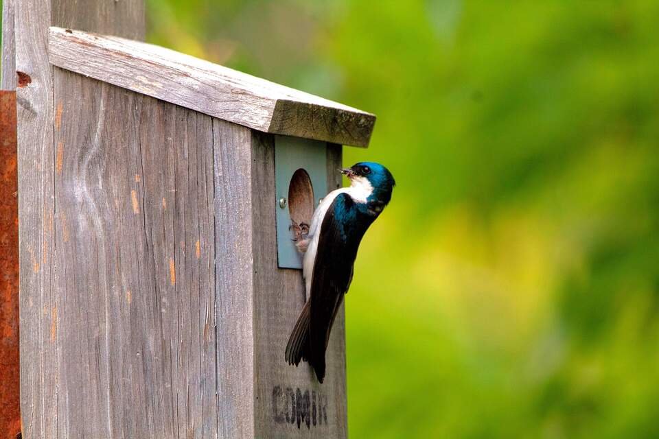 A native Tree Swallow clinging to the front panel of a weathered wooden birdhouse featuring a protective metal entrance plate.