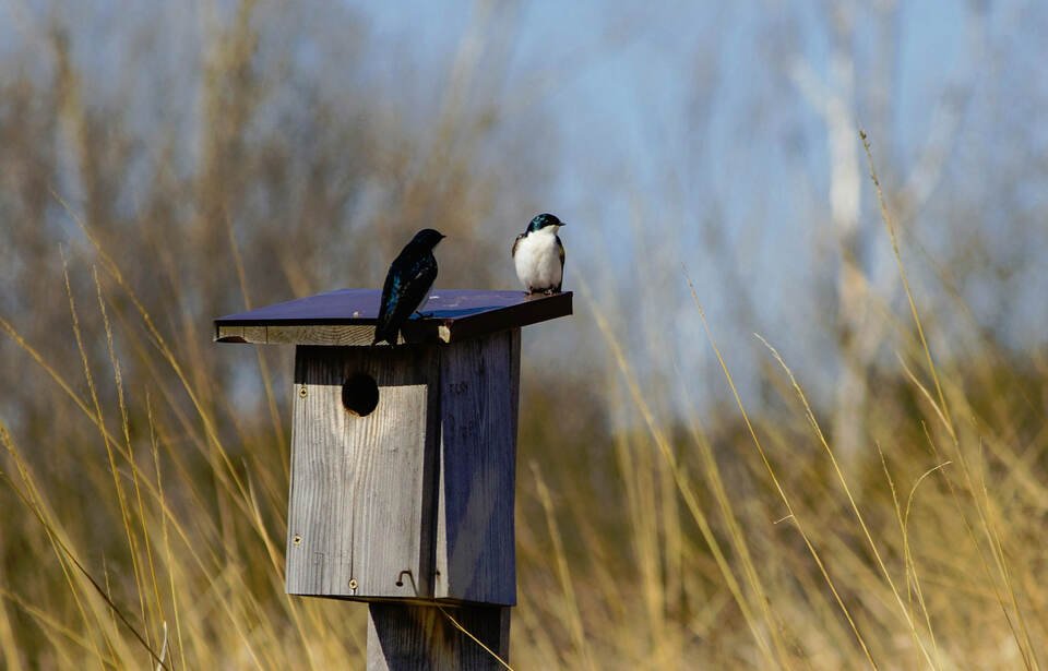 A breeding pair of native Tree Swallows perched on the roof of a weathered wooden birdhouse in a late winter field.