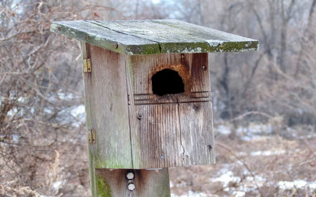 An empty, weathered wooden birdhouse showing an entrance hole heavily chewed and enlarged by predators.