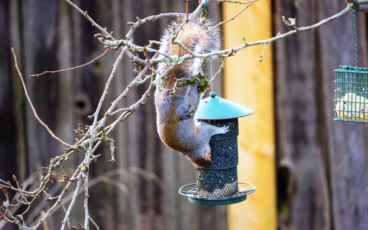 A grey squirrel hanging completely upside down from a tree branch while clinging to a green plastic tube bird feeder to steal bird seed.