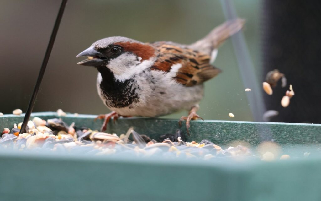 A house sparrow flinging grains off a tray platform to show how to keep bird seed from sprouting under feeder stations in a backyard lawn