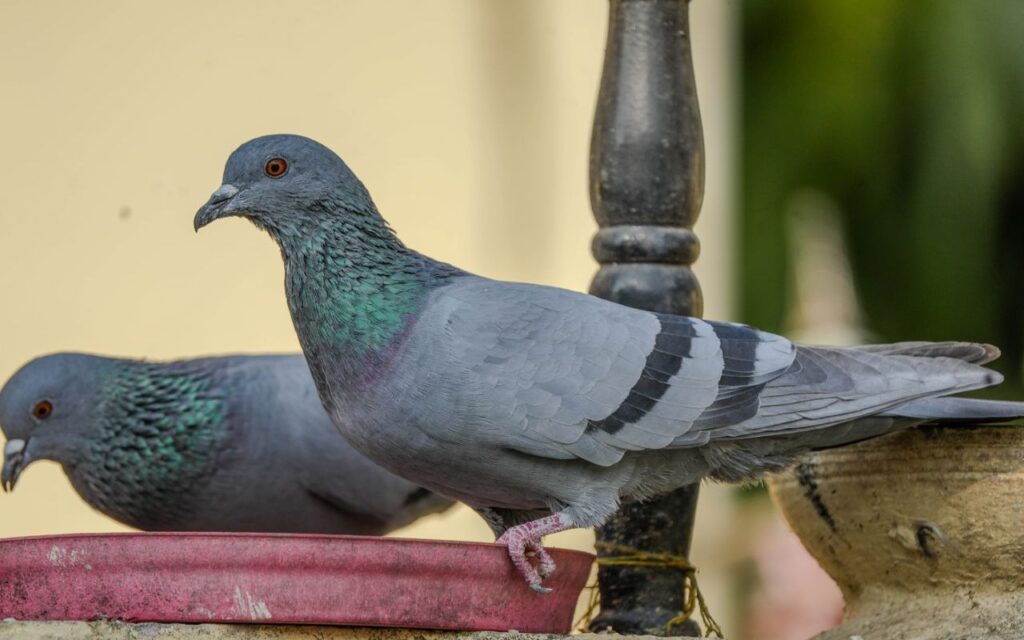 Two rock pigeons sitting on a red platform tray to show how to keep pigeons away but not other birds in the yard.