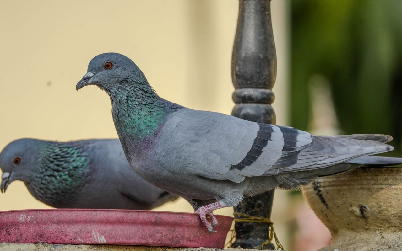 Two rock pigeons sitting on a red platform tray to show how to keep pigeons away but not other birds in the yard.