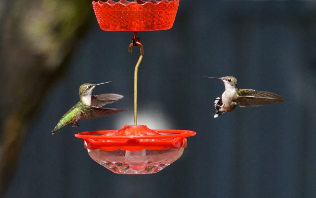 Two hummingbirds fighting over feeder ports in mid-air to show how to stop territorial bird aggression in the backyard.