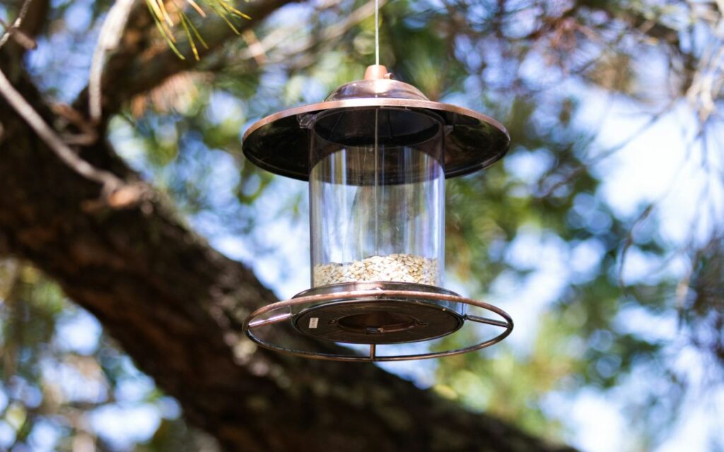 A seed-filled feeder hanging outside to show why are birds not coming to my new bird feeder in the backyard.