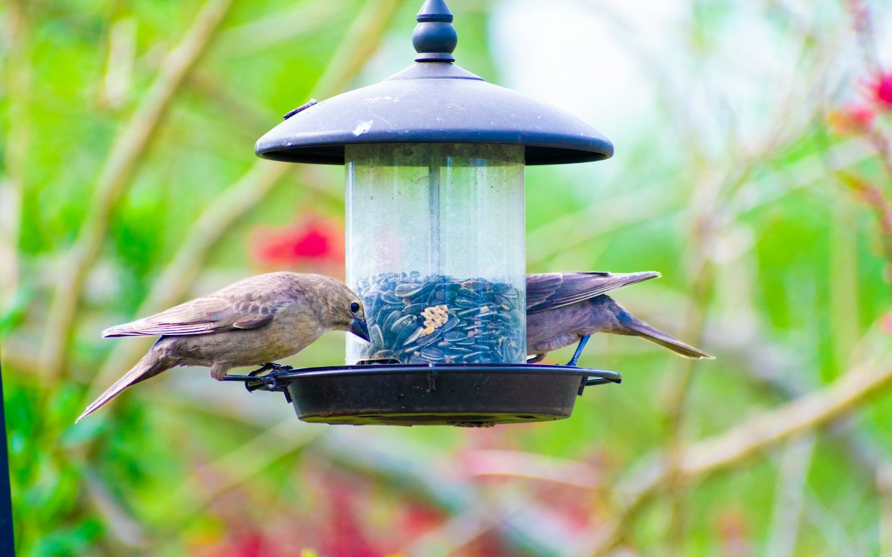 Two cowbirds perched on a tube station to show why do birds throw seeds out of the feeder in the backyard.