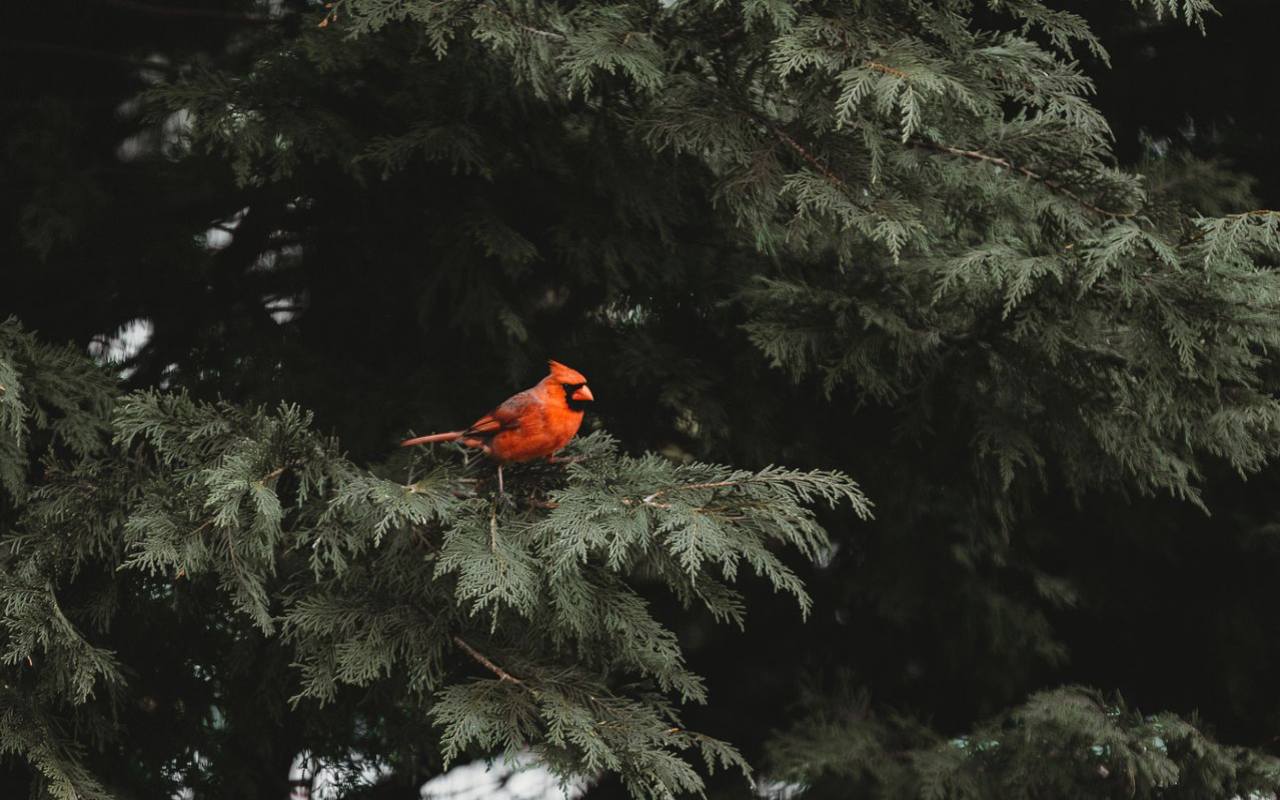 A Northern Cardinal perched on a lush green evergreen branch.