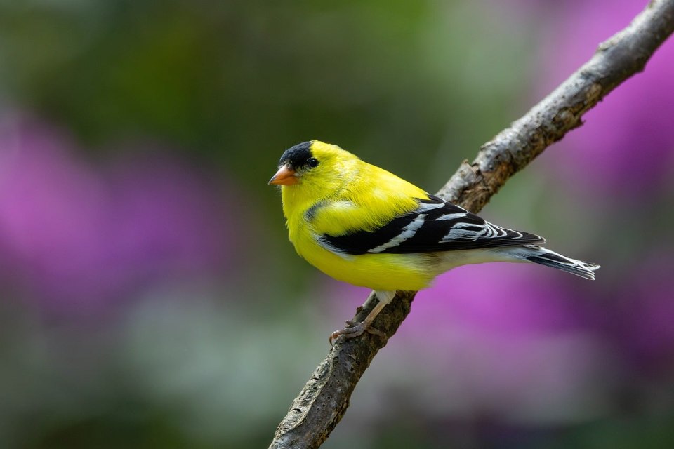 A bright yellow male American goldfinch with a black forehead, jet-black wings with white bars, and a short conical orange beak perched facing left on a diagonal tree branch against a blurred purple background.