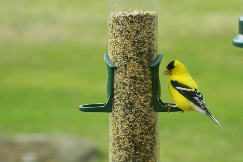 A bright yellow male American goldfinch with a distinct black forehead cap and black and white wings perched facing left on a green plastic seed port of a tall tube bird feeder filled with fine mixed seeds against a smooth green background.