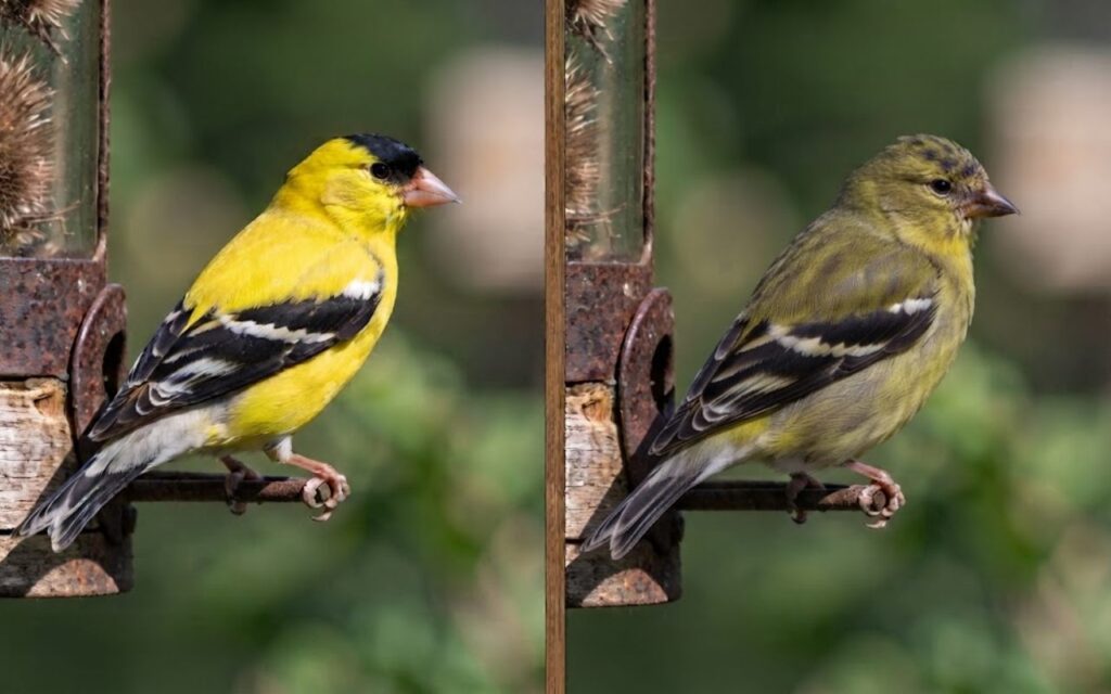 • A side-by-side comparison photo showing a bright yellow-backed American Goldfinch on the left split and a dark green-backed Lesser Goldfinch on the right split. 📌 High-Velocity Viral Pinterest Prompt (Style: Text-Free Split-Contrast / Zero Text Glitches) text A professional, ultra-vivid viral Pinterest pin template in a crisp 1000x1500px vertical 2:3 aspect ratio, engineered as a clean Side-by-Side Split Compare layout. The entire canvas is divided perfectly down the center into two equal vertical split halves by a thin, natural dark wood line that stretches continuously from the absolute top edge down to the absolute bottom pixels. The left vertical half is a single photograph capturing a hyper-detailed macro profile of a single male American Goldfinch perched on a rail, highlighting its bright lemon-yellow back mantle and clean white undertail feathers. The right vertical half is a matching single photograph capturing a hyper-detailed macro profile of a single male Lesser Goldfinch perched on the same rail, intensely showcasing its solid dark olive-green back mantle and continuous yellow underbelly plumage stretching down to the base of its tail. Both photographs flow continuously from the top edge all the way down to the absolute bottom pixels with rich digital camera lens grain under a soft morning sky. Stamped borderless horizontally straight across the center-upper third of the split canvas is a bold, unstyled matte charcoal-black background strip. Printed inside this dark layer in perfectly horizontal, left-aligned rows is the high-impact curiosity hook: "THE GOLDFINCH CAP" typeset in an oversized, heavy crisp-white sans-serif block font, followed directly underneath by "American vs Lesser Goldfinch ID Guide" in a sharp, high-contrast flat electric-saffron editorial sans-serif font. The text reads naturally from left-to-right with zero vertical elements or long paragraphs. --ar 2:3 Use code with caution. 🛠️ High-Intent Pin Conversion Metadata • 📌 Pin Title • American Goldfinch vs Lesser Goldfinch: Quick ID Guide • 📝 Pin Description • Confused by the bright yellow finches crowding your backyard niger seed trays? Discover the real differences between an American Goldfinch vs. a Lesser Goldfinch on FeatheredGuru.com. Learn how to instantly separate them using back mantle colors, undertail coverts, wing bars, and regional boundary maps. • 🔗 Destination Link • https://featheredguru.com Now that your SEO description is optimized at 145 characters, entities are strictly singular, and your Pinterest comparison template flows continuously to the bottom pixels with fixed text placement, let me know if you want me to draft: • The 4 diagnostic field identification markers formatted to match your strict AI Puffer block-formatting rules (using raw keyboard hyphens like - to map out back mantle variations, undertail color checks, flight silhouette movements, and geographic range limits). • A guide on separating female American Goldfinches from female Lesser Goldfinches during confusing late-autumn winter molt cycles. Let me know which track you want to build next! Try without personalization
