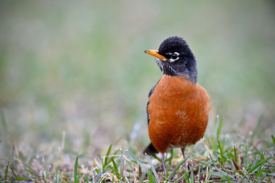 A close-up view of an American robin with a vibrant orange breast, dark charcoal gray head, white eye ring markings, and a bright yellow beak standing in low green grass dusted with morning dew.