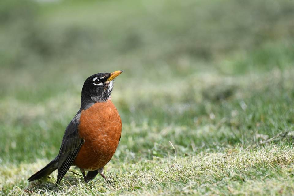 An adult American robin with a prominent reddish-orange breast, dark gray back, and a black head standing facing right on a wide, open green grass lawn with a softly blurred background.