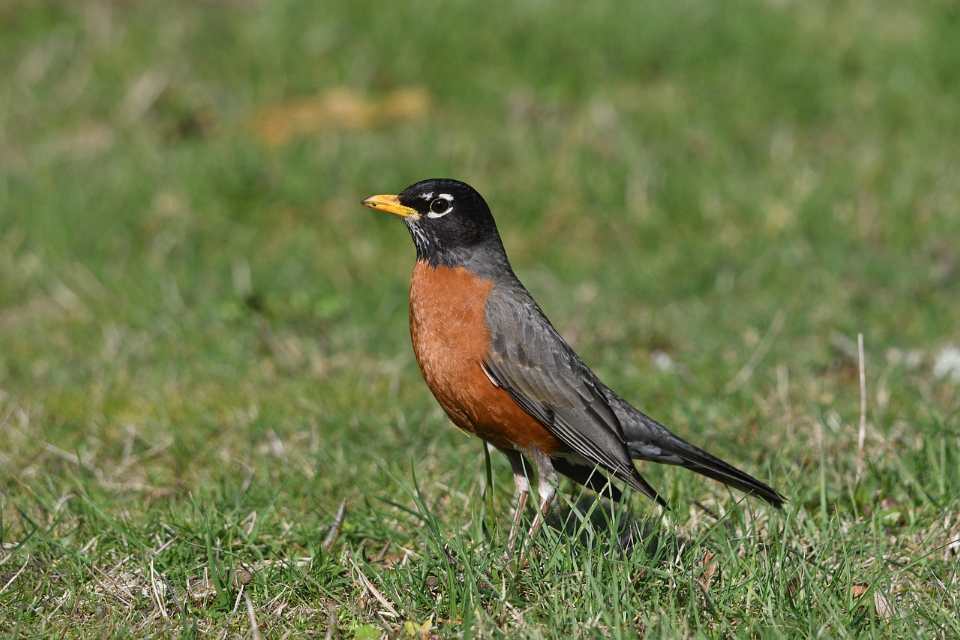 An adult American robin with a warm reddish-orange breast, dark gray upperparts, a black head with broken white eye rings, and a yellow beak standing facing left on a green lawn.