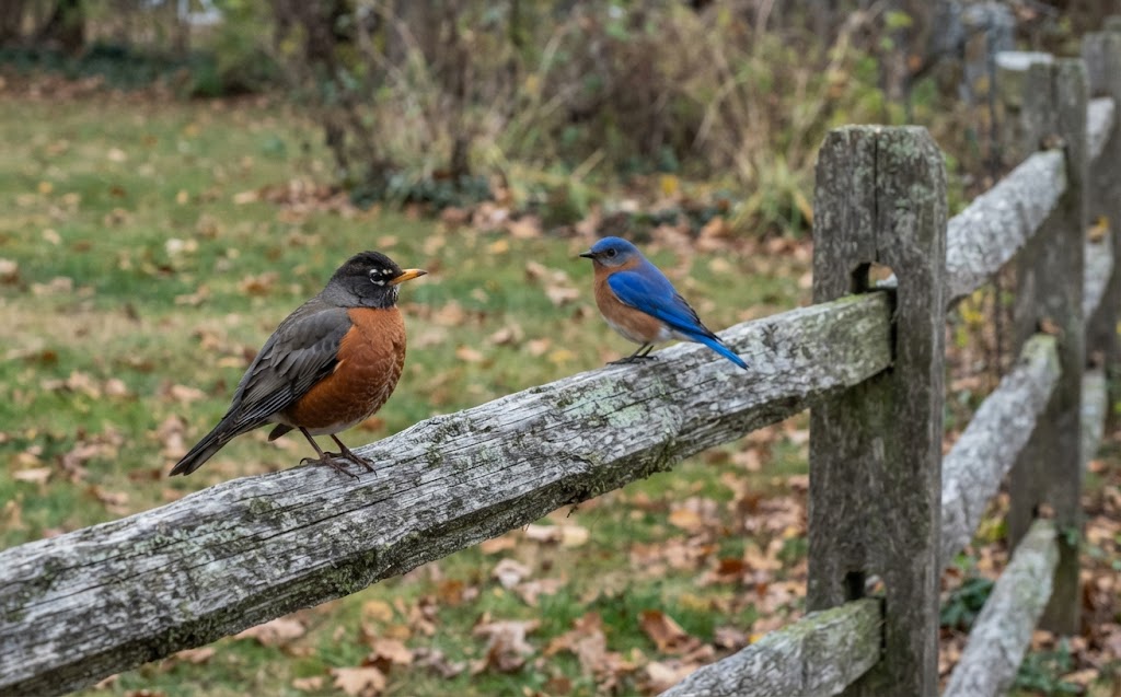 A raw, unedited photo showing an American Robin with a dark grey back and a small Eastern Bluebird with a bright blue back perched together on a wooden fence rail.