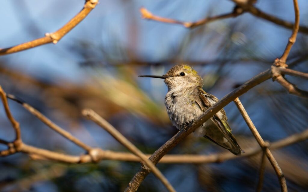 A close-up view of a puffed-up female Anna's hummingbird perched on a bare, slender brown branch on a chilly morning.