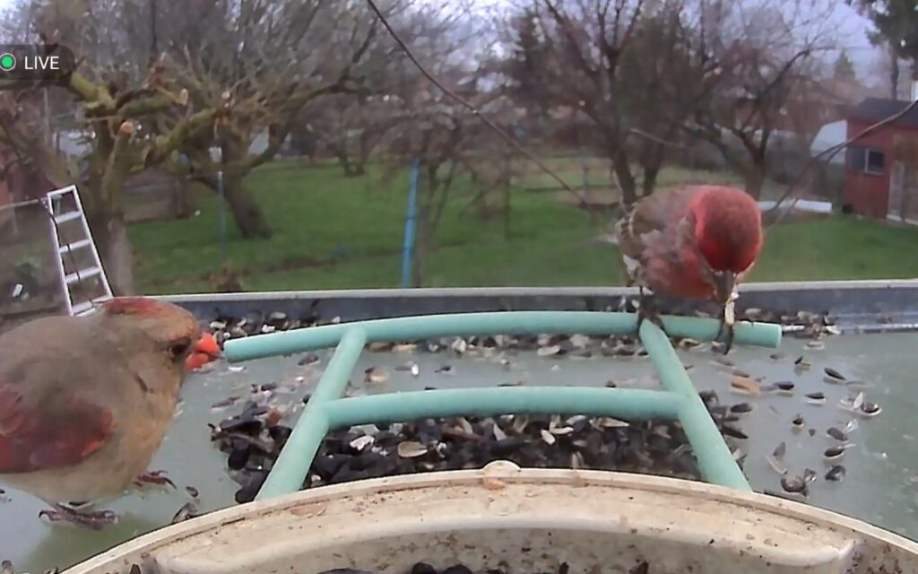 A live smart camera bird feeder view showing a female Northern Cardinal and a male House Finch eating sunflower seeds on a green perch.