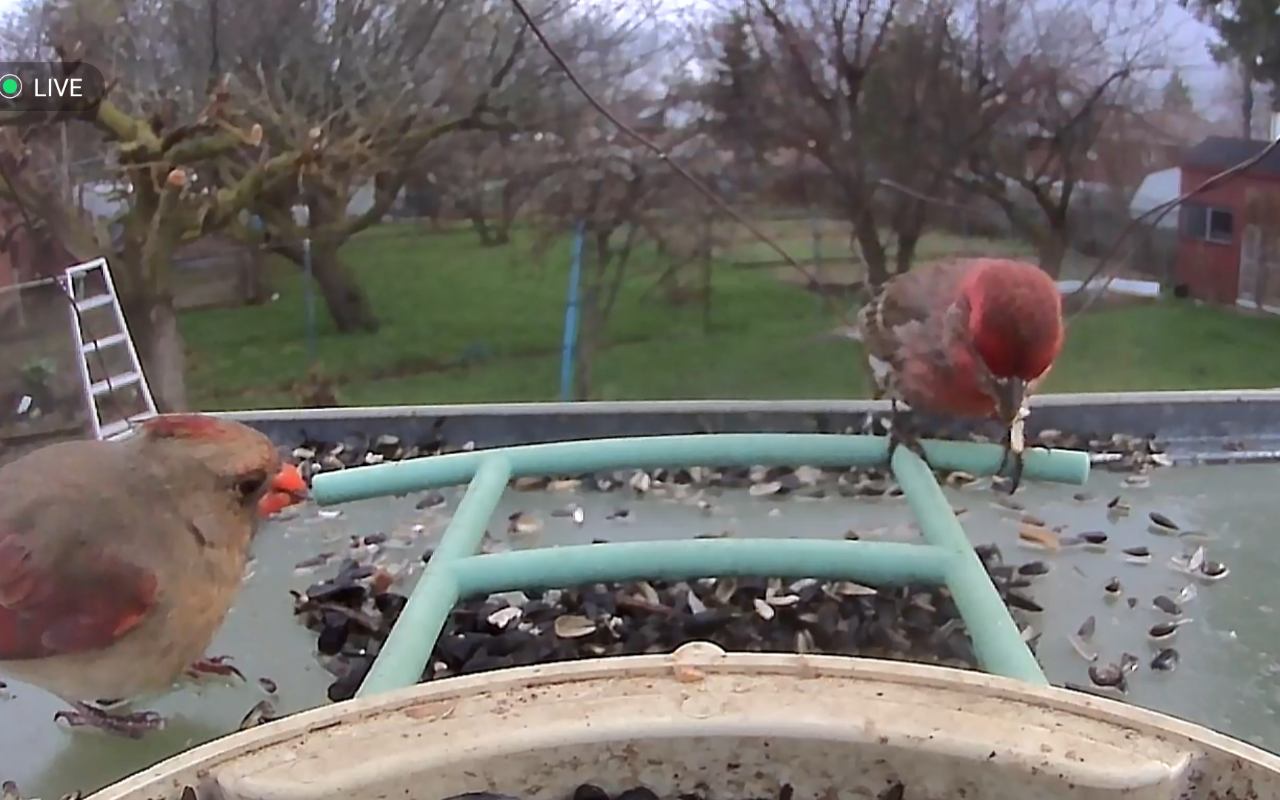 A live smart camera bird feeder view showing a female Northern Cardinal and a male House Finch eating sunflower seeds on a green perch.