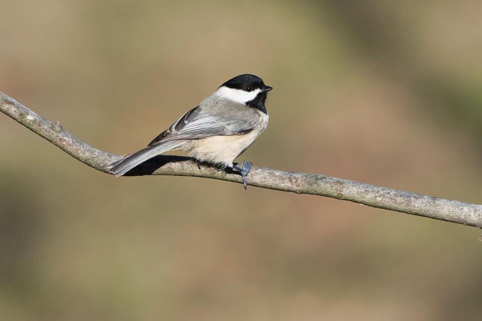 A small black-capped chickadee with a distinct black head, white cheeks, and tan underparts perched facing right on a bare tree branch against a soft blurred background.