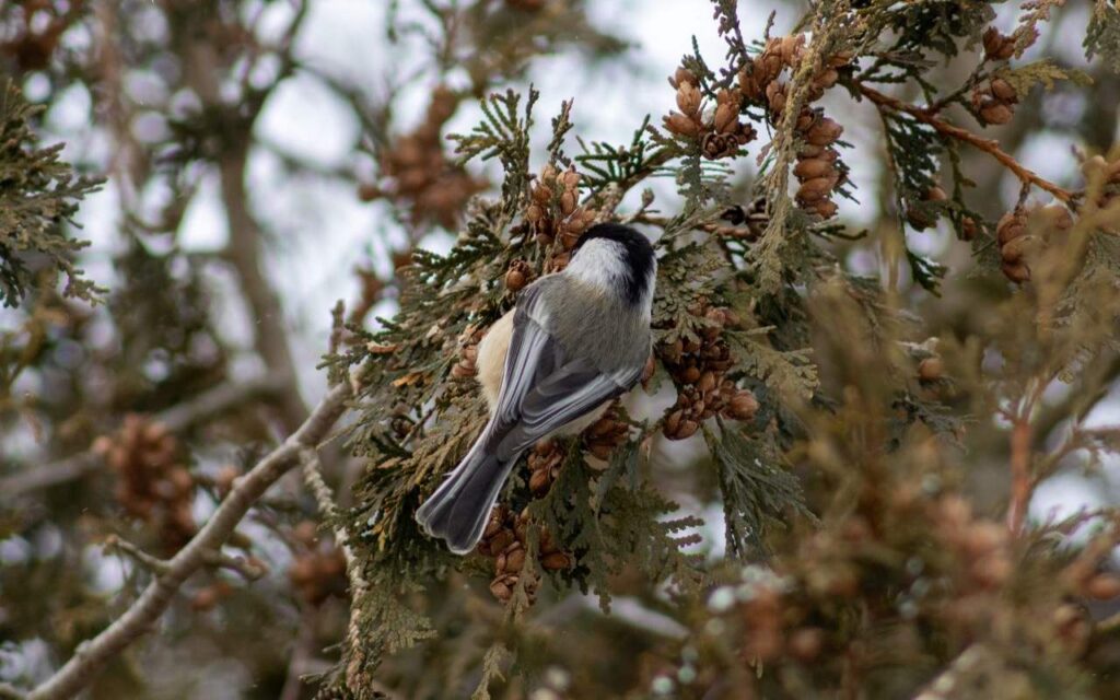 A small Black-capped Chickadee with its back to the camera sits nestled inside the dense green foliage and brown seed cones of an Eastern Whitecedar tree.