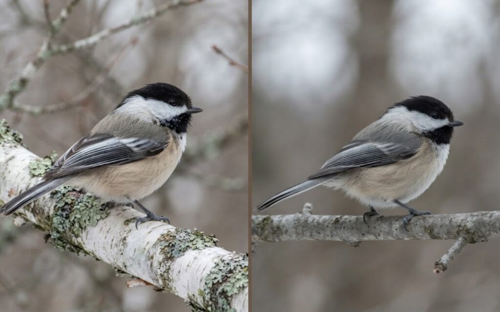 A raw split-screen photo showing a Black-capped Chickadee with frosted white wing edges on the left and a Carolina Chickadee with uniform gray wings on the right.