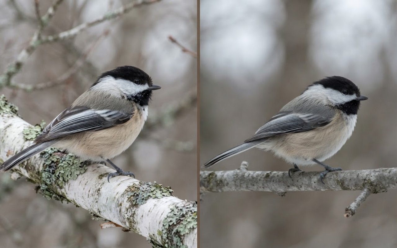 A raw split-screen photo showing a Black-capped Chickadee with frosted white wing edges on the left and a Carolina Chickadee with uniform gray wings on the right.