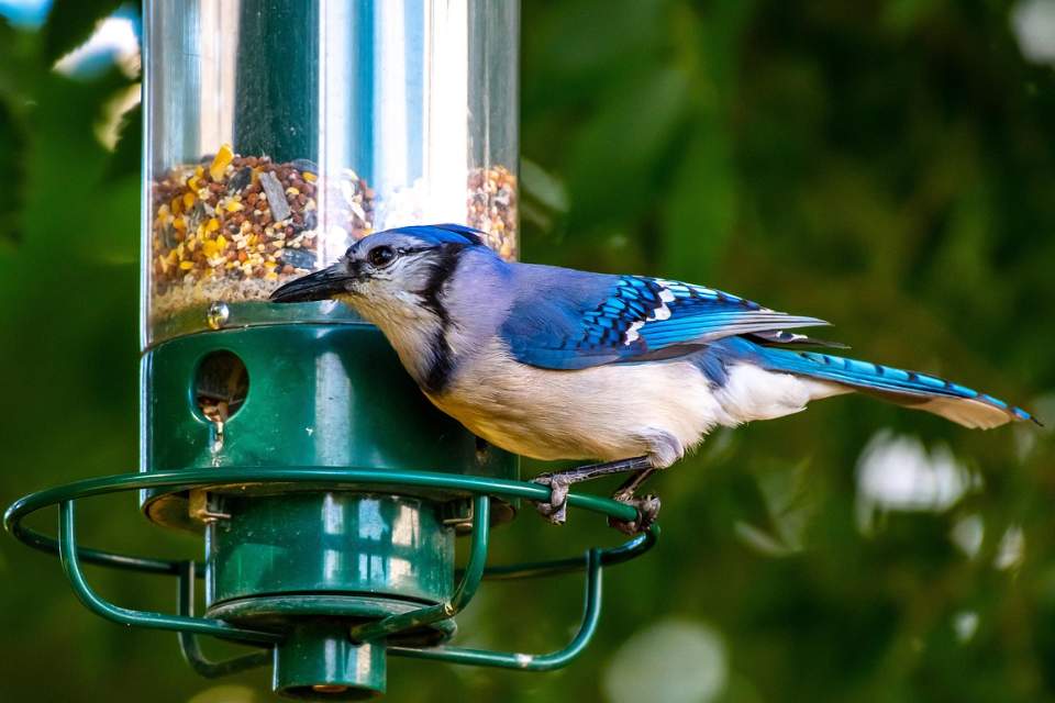 A colorful blue jay with bright blue and white patterned wings perched facing left on the circular green base ring of a clear tube bird feeder filled with mixed seeds.