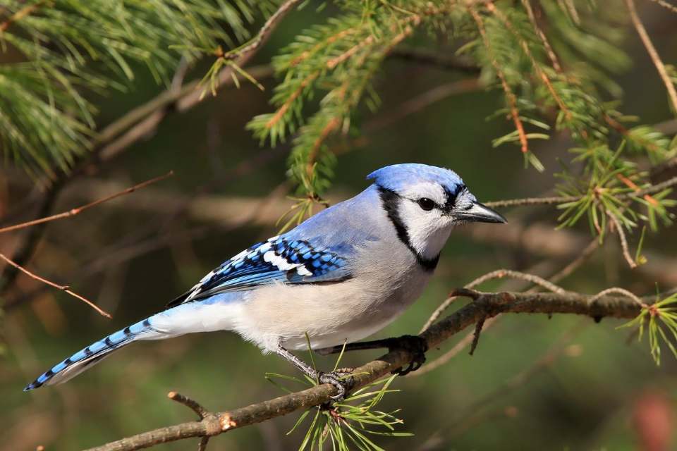 A striking blue jay with a prominent blue crest, white face, and black collar markings perched facing right on a textured pine branch surrounded by green pine needles.