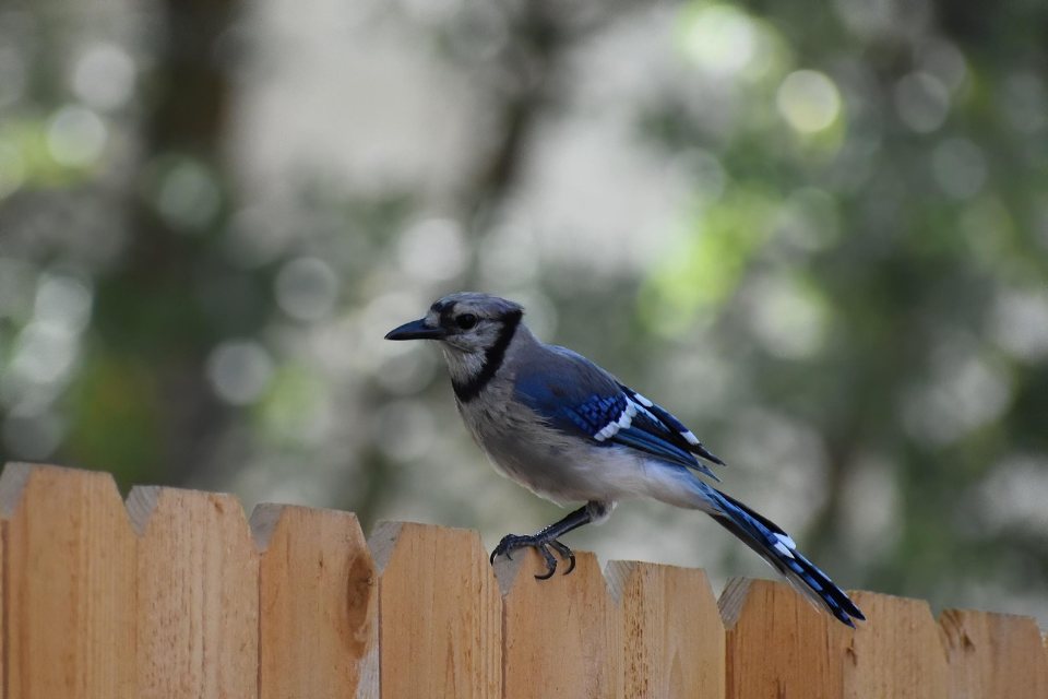 A vibrant blue jay perched sideways on the top edge of a natural light brown wooden picket fence with a softly blurred green forest background.
