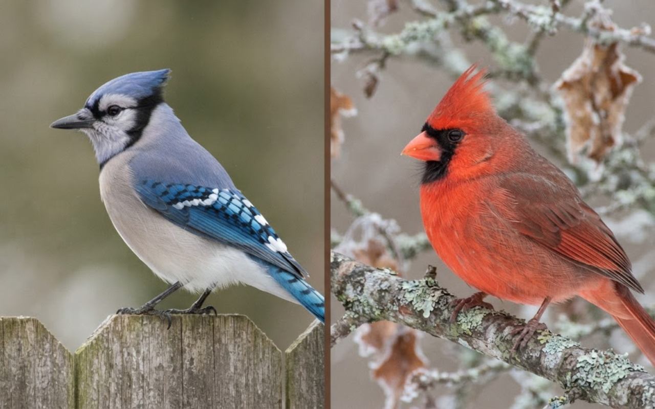 A raw split-screen photo showing an adult Blue Jay with a blue crest on the left and a brilliant red male Northern Cardinal with a black face mask on the right.