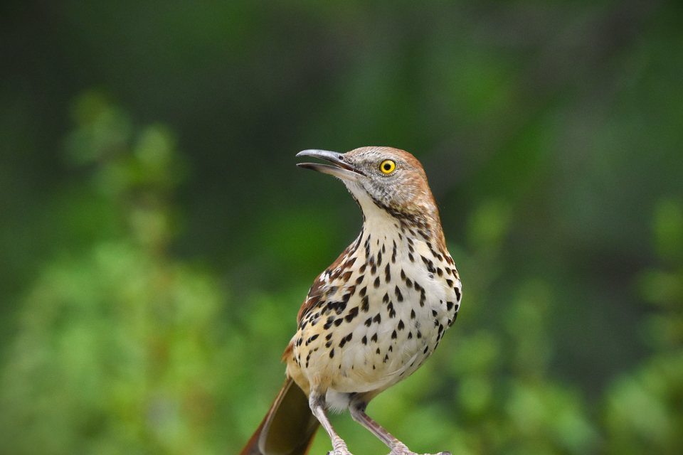 A brown thrasher with a bright yellow eye, a long downward-curved beak, reddish-brown upperparts, and a heavily streaked black-and-white breast perched facing left on a dark ledge against a blurred green background.