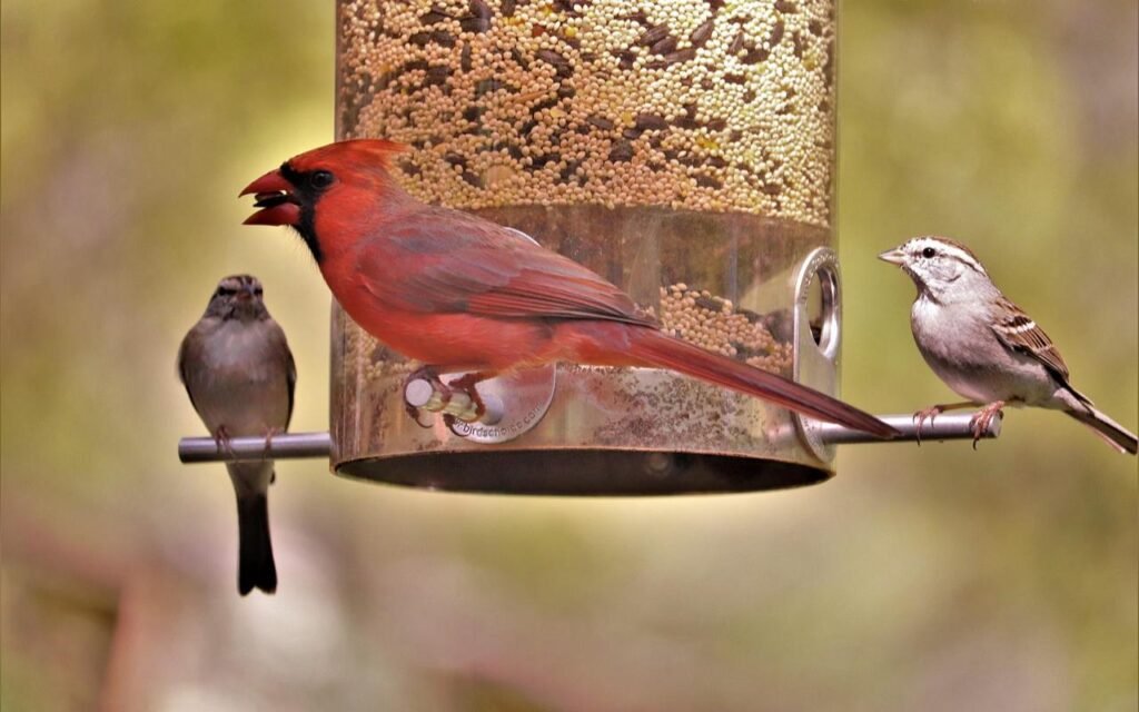 A vibrant red male Northern Cardinal perched in the center of a clear tube bird feeder alongside a small chipping sparrow on the left perch and a white-crowned sparrow on the right perch.