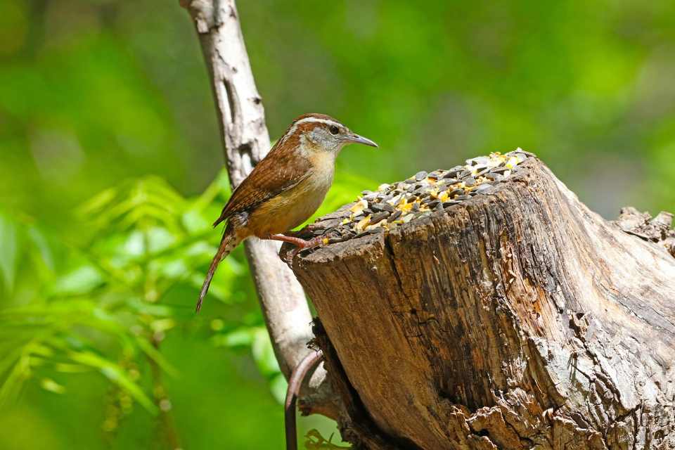 A small Carolina wren with rich brown upperparts, a warm buff belly, and a long tail pointing down perched facing right on the edge of a rustic tree stump covered in mixed birdseed and sunflower seeds against a vibrant green forest background.